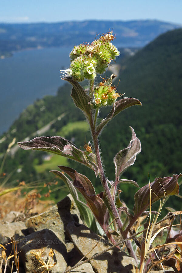 phacelia (Phacelia sp.) [Mitchell Point, Hood River County, Oregon]