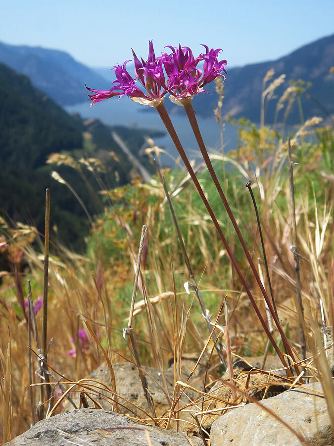 taper-tip onion (Allium acuminatum) [Mitchell Point, Hood River County, Oregon]