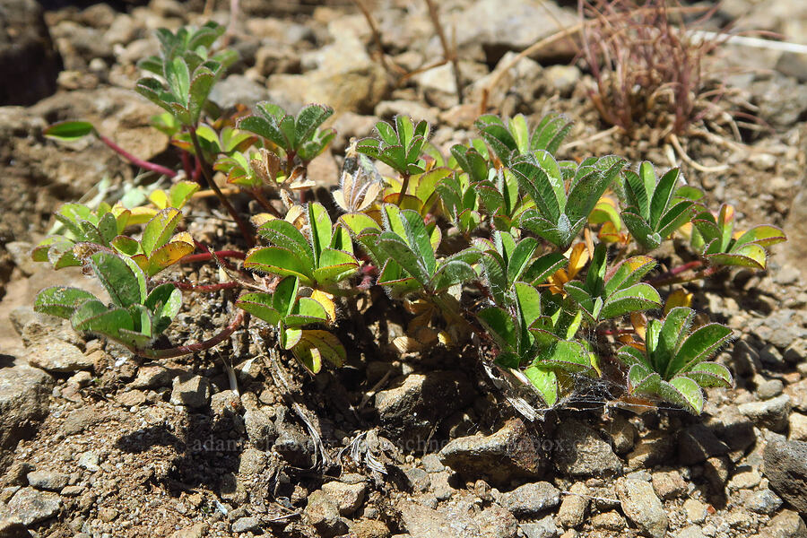 big-head clover leaves (Trifolium macrocephalum) [Mitchell Point, Hood River County, Oregon]