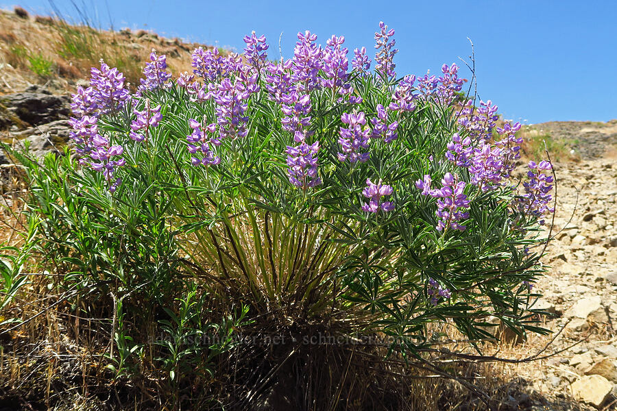 spurred lupine (Lupinus arbustus) [Mitchell Point, Hood River County, Oregon]