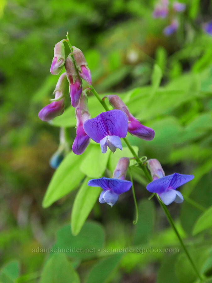leafy pea-vine (Lathyrus polyphyllus) [southeast of Mitchell Point, Hood River County, Oregon]
