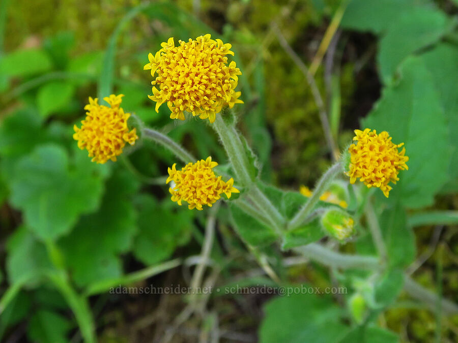 rayless arnica (Arnica discoidea) [southeast of Mitchell Point, Hood River County, Oregon]