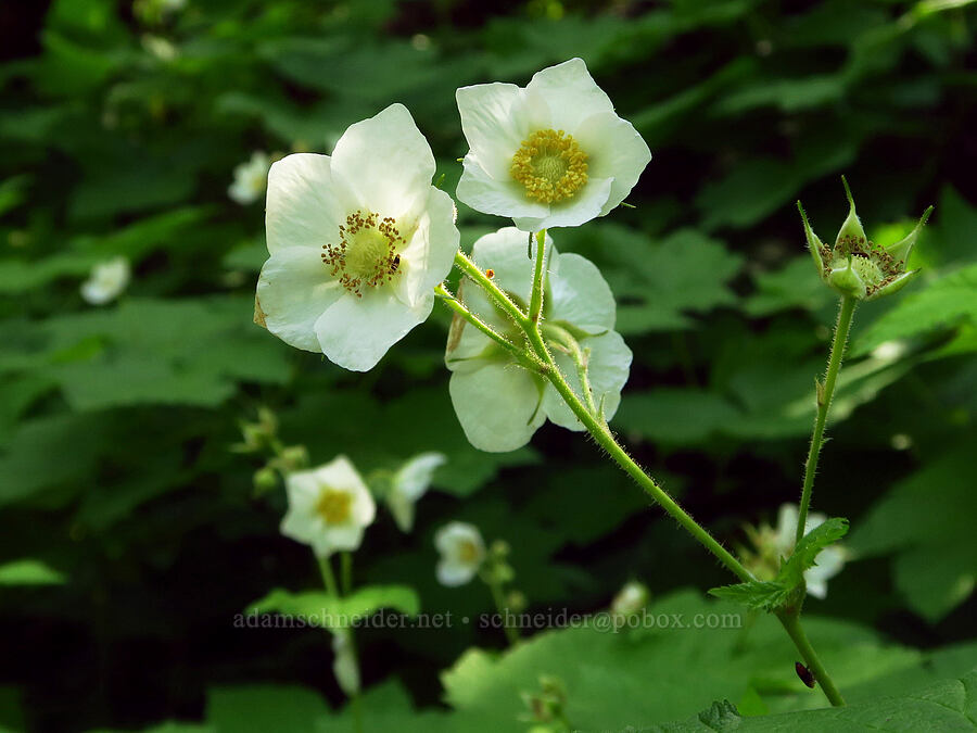 thimbleberry flowers (Rubus parviflorus (Rubus nutkanus)) [southeast of Mitchell Point, Hood River County, Oregon]