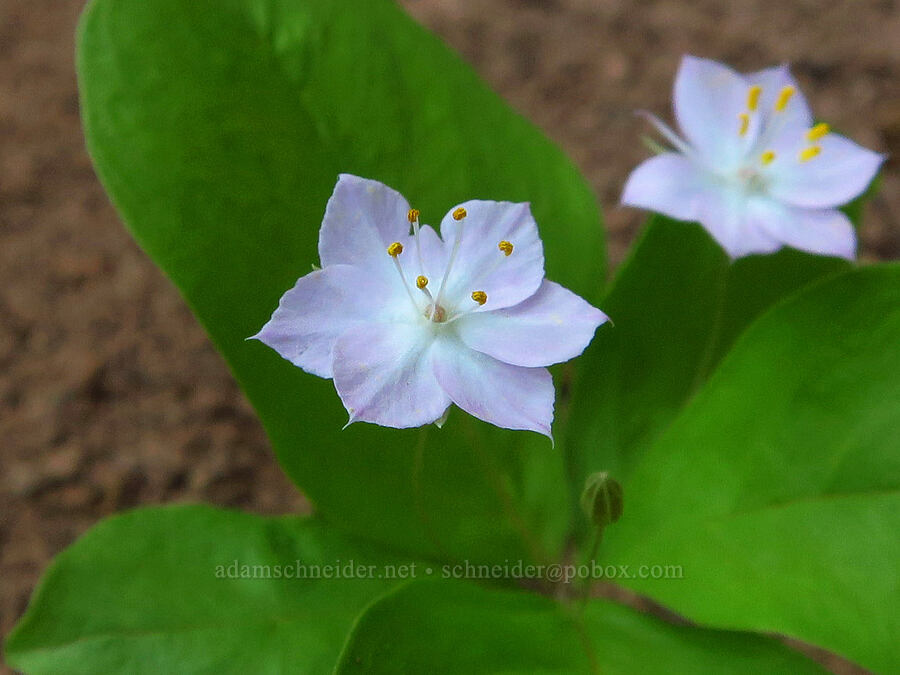 western starflower (Lysimachia latifolia (Trientalis borealis ssp. latifolia)) [southeast of Mitchell Point, Hood River County, Oregon]