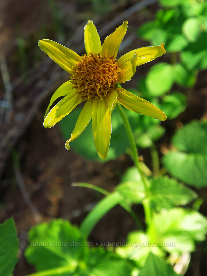 broad-leaf arnica (Arnica latifolia) [southeast of Mitchell Point, Hood River County, Oregon]