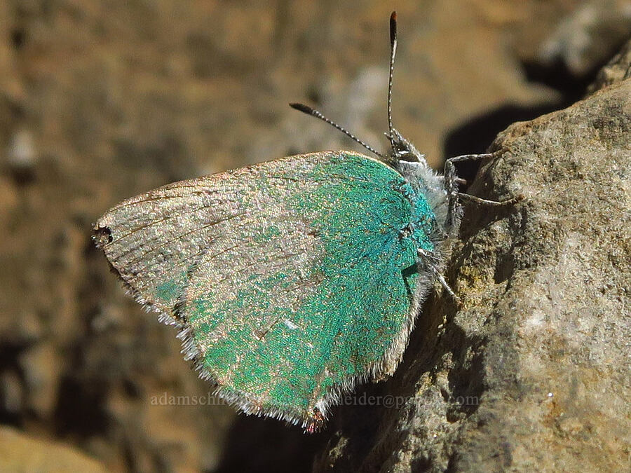 elfin butterfly (which?) (Callophrys sp.) [Surveyor's Ridge, Hood River County, Oregon]