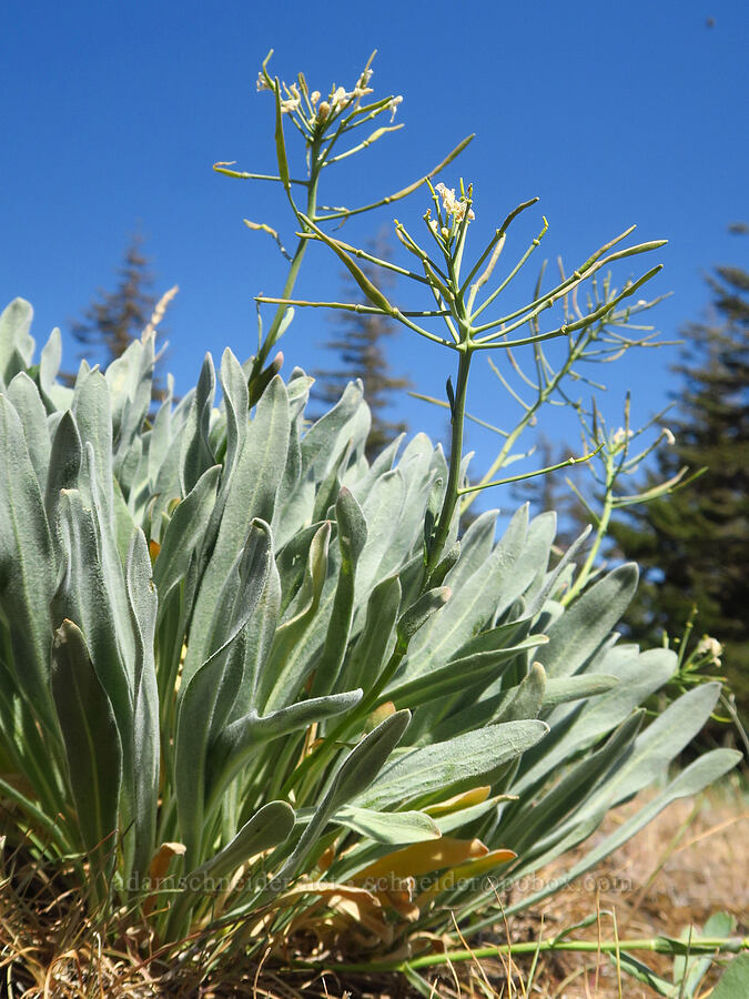 dagger-pod, going to seed (Phoenicaulis cheiranthoides) [Surveyor's Ridge, Hood River County, Oregon]