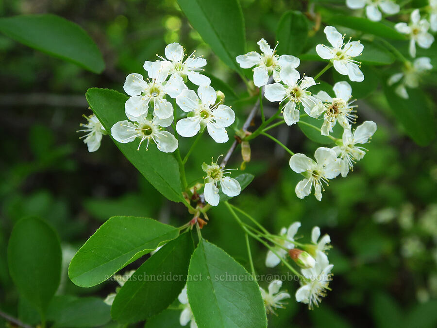 bitter cherry (Prunus emarginata) [Surveyor's Ridge, Hood River County, Oregon]