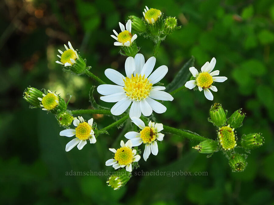 white western groundsel (Senecio integerrimus var. ochroleucus) [Surveyor's Ridge, Hood River County, Oregon]