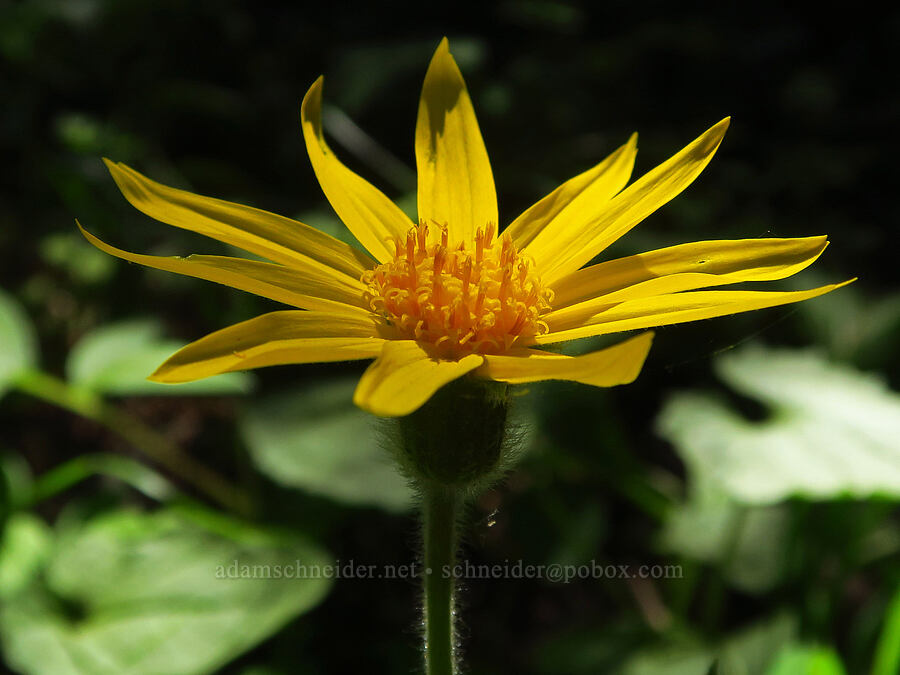 heart-leaf arnica (Arnica cordifolia) [Surveyor's Ridge, Hood River County, Oregon]