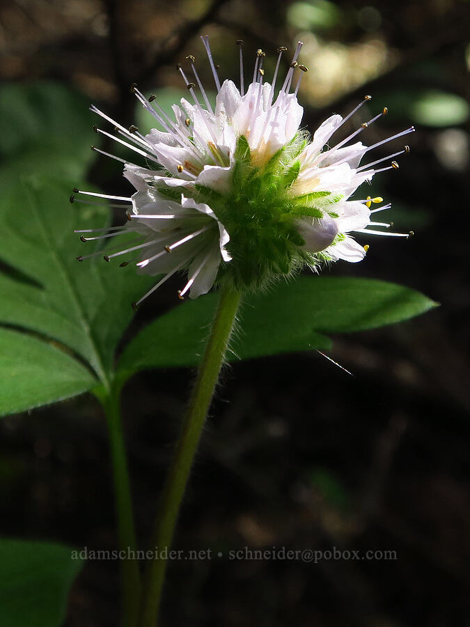 ball-head waterleaf (Hydrophyllum capitatum var. thompsonii) [Surveyor's Ridge, Hood River County, Oregon]