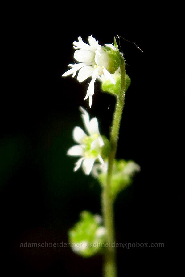 three-parted mitrewort (Ozomelis trifida (Mitella trifida)) [Surveyor's Ridge, Hood River County, Oregon]