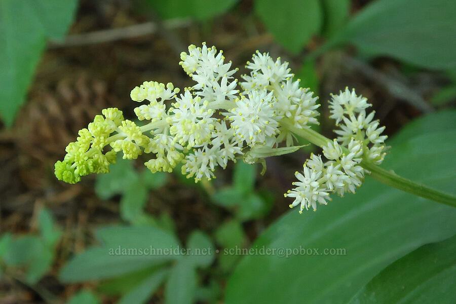 feathery false-Solomon's-seal (Maianthemum racemosum ssp. amplexicaule (Smilacina racemosa)) [Surveyor's Ridge, Hood River County, Oregon]