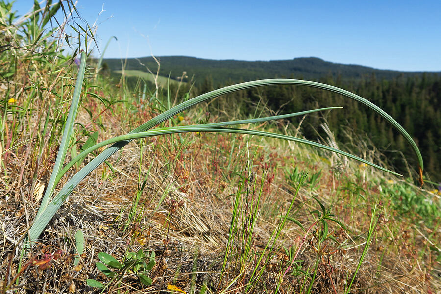 sagebrush mariposa lily leaves (Calochortus macrocarpus) [Bald Butte, Hood River County, Oregon]