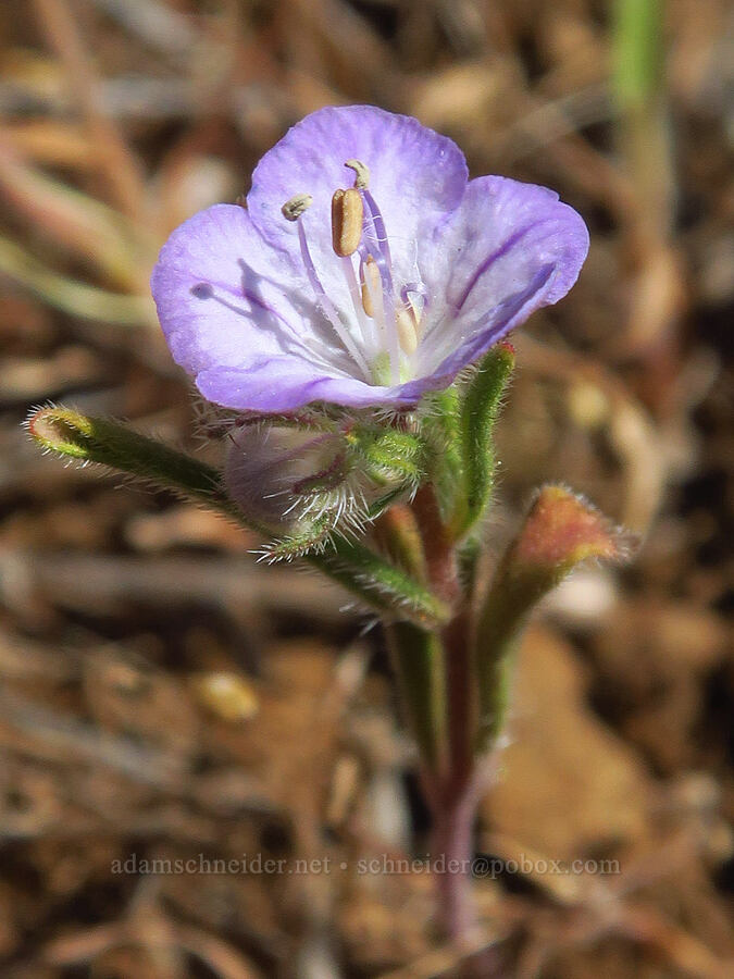 thread-leaf phacelia (Phacelia linearis) [Bald Butte, Hood River County, Oregon]