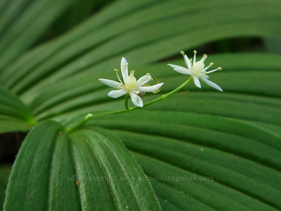 starry false-Solomon's-seal (Maianthemum stellatum (Smilacina stellata)) [east of Bald Butte, Hood River County, Oregon]