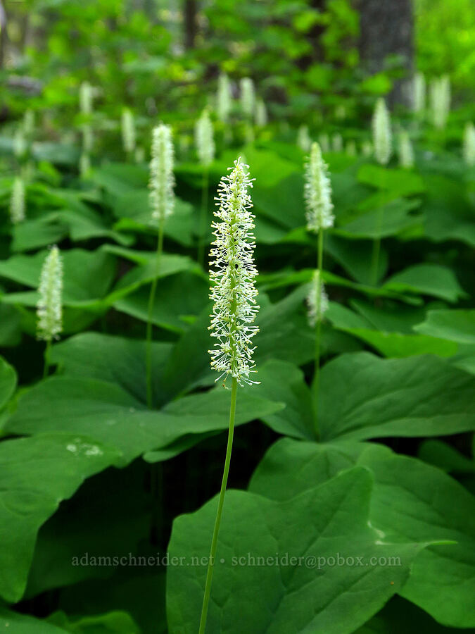 vanilla-leaf (Achlys triphylla) [east of Bald Butte, Hood River County, Oregon]