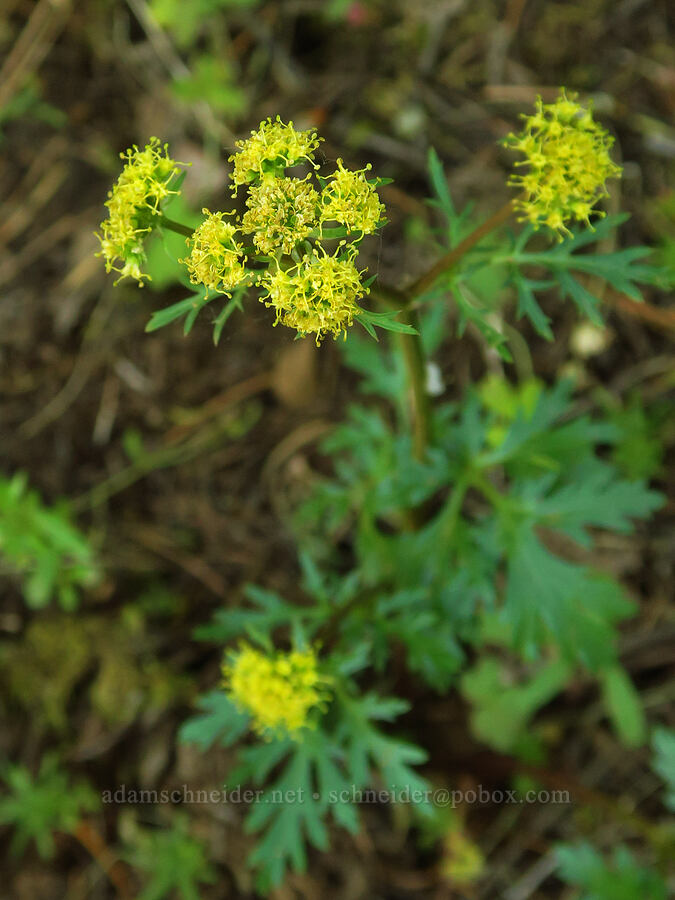 northern sanicle (Sanicula graveolens) [east of Bald Butte, Hood River County, Oregon]