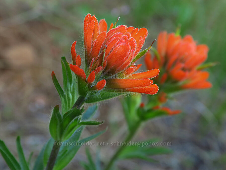 harsh paintbrush (Castilleja hispida) [east of Bald Butte, Hood River County, Oregon]