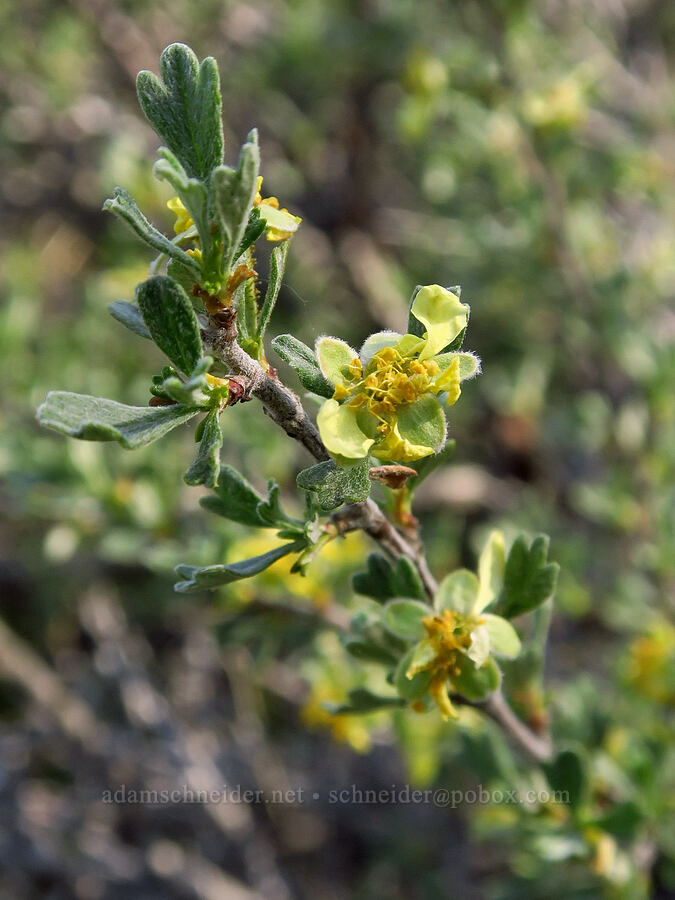 antelope bitter-brush (Purshia tridentata) [east of Bald Butte, Hood River County, Oregon]