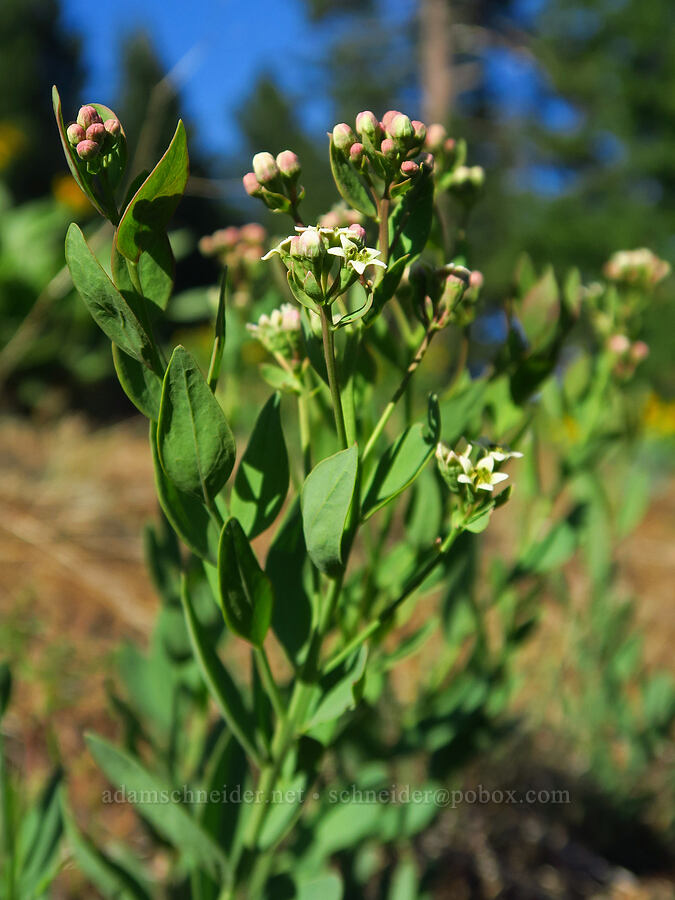 bastard toad-flax (Comandra umbellata) [east of Bald Butte, Hood River County, Oregon]