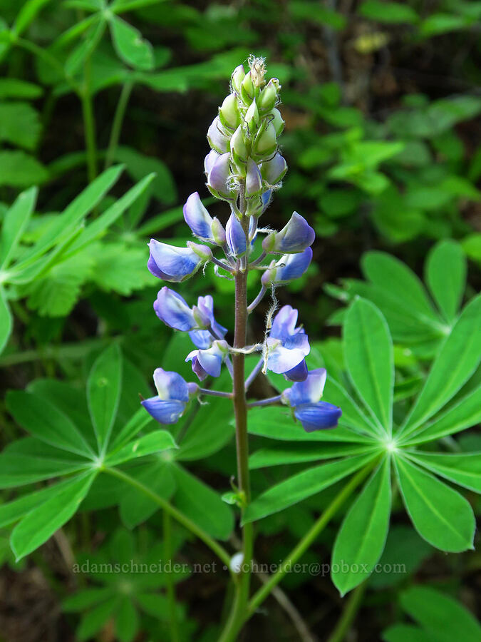 broad-leaf lupine (Lupinus latifolius) [east of Bald Butte, Hood River County, Oregon]