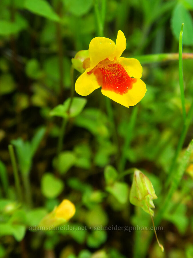 little-leaf monkeyflower with too much red (Erythranthe microphylla (Mimulus microphyllus)) [east of Bald Butte, Hood River County, Oregon]