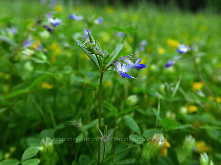 small-flowered blue-eyed-Mary (Collinsia parviflora) [east of Bald Butte, Hood River County, Oregon]