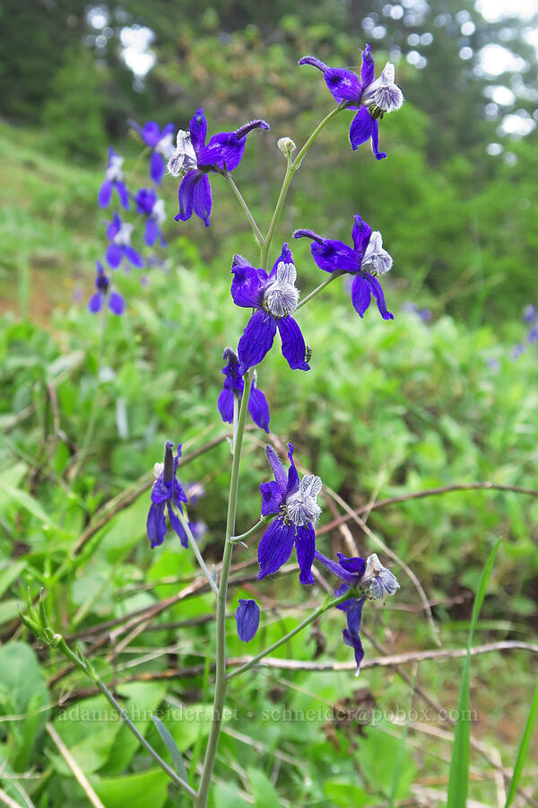 upland larkspur (Delphinium nuttallianum) [east of Bald Butte, Hood River County, Oregon]