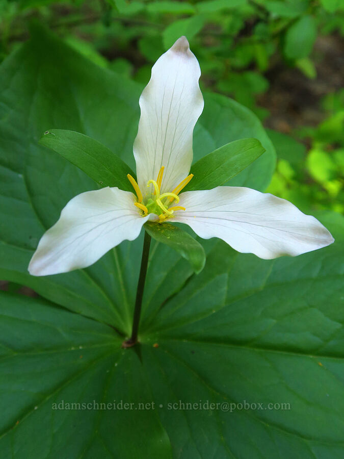 trillium (Trillium ovatum) [east of Bald Butte, Hood River County, Oregon]