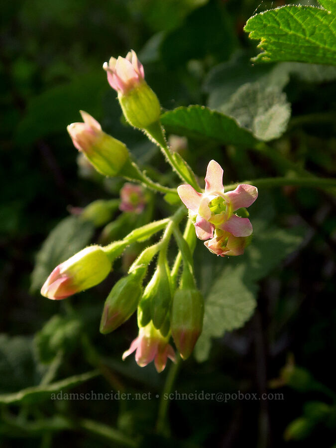 sticky currant (Ribes viscosissimum) [east of Bald Butte, Hood River County, Oregon]