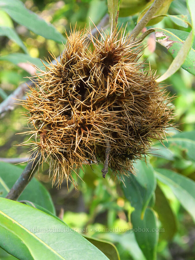 chinquapin bur (Chrysolepis chrysophylla) [east of Bald Butte, Hood River County, Oregon]