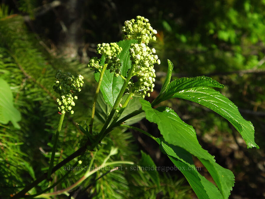 buck-brush, budding (Ceanothus sanguineus) [east of Bald Butte, Hood River County, Oregon]