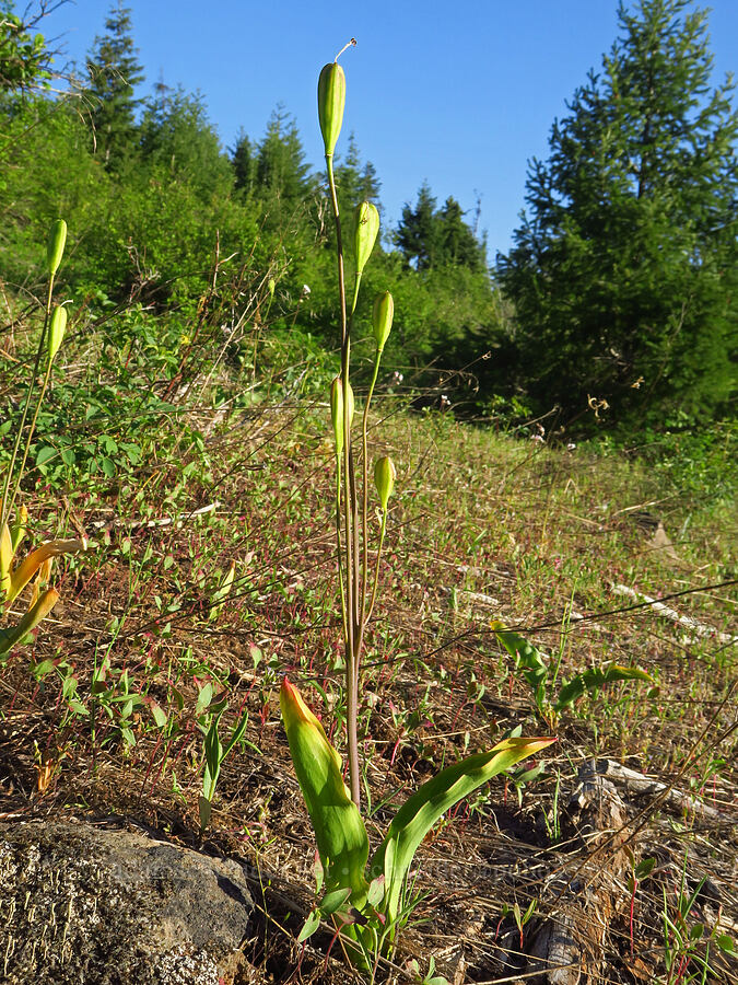 glacier lily seed pods (Erythronium grandiflorum) [southeast of Bald Butte, Hood River County, Oregon]