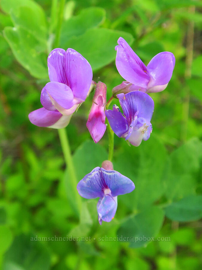 Sierra pea-vine (Lathyrus nevadensis) [southeast of Bald Butte, Hood River County, Oregon]