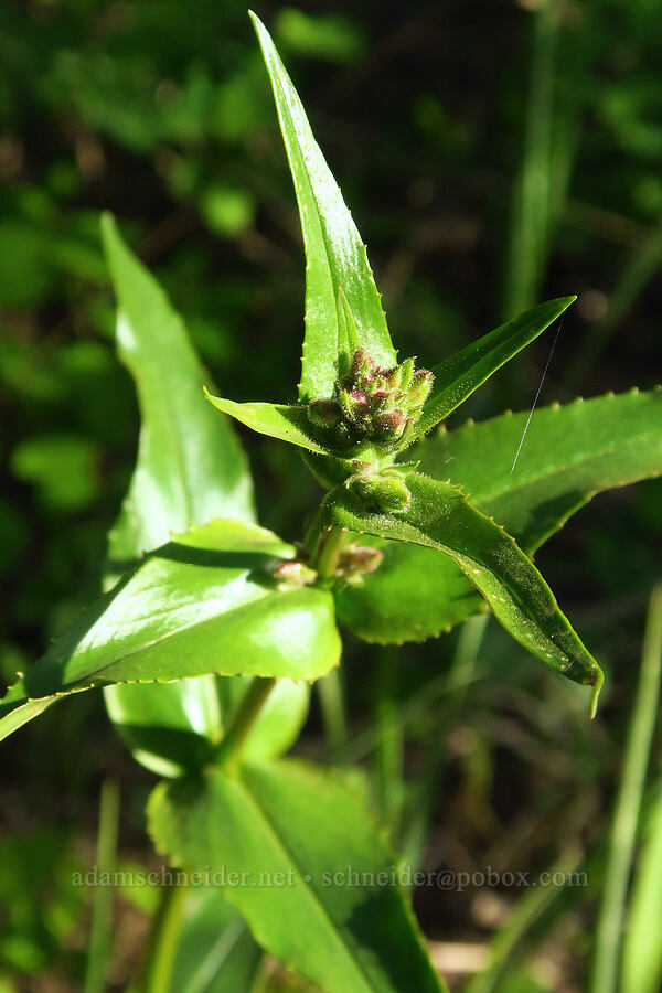fine-tooth penstemon, budding (Penstemon subserratus) [southeast of Bald Butte, Hood River County, Oregon]