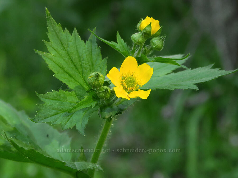 large-leaf avens (Geum macrophyllum) [southeast of Bald Butte, Hood River County, Oregon]