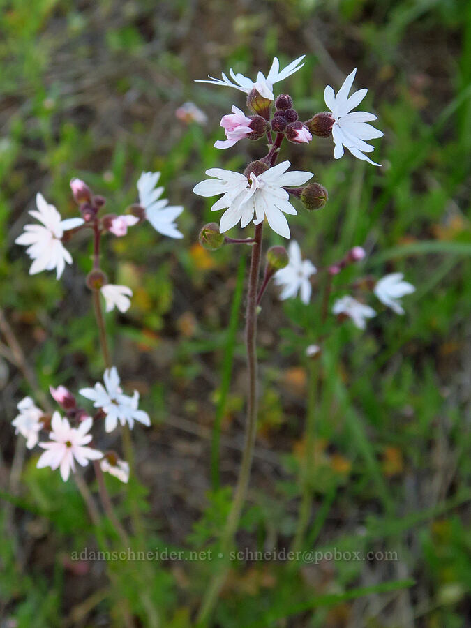 prairie stars (Lithophragma parviflorum) [southeast of Bald Butte, Hood River County, Oregon]