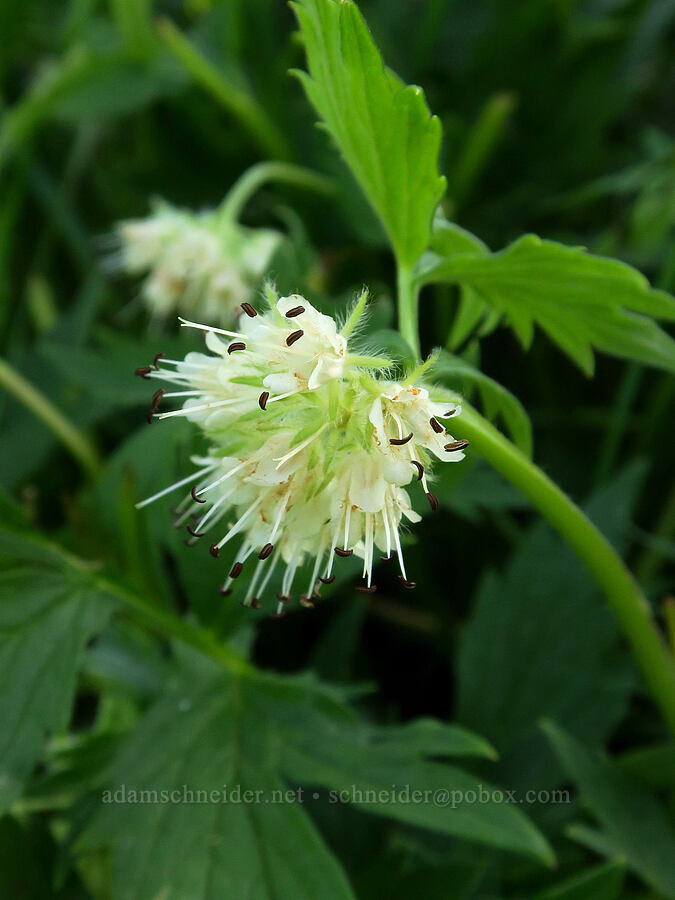Fendler's waterleaf (Hydrophyllum fendleri var. albifrons) [southeast of Bald Butte, Hood River County, Oregon]
