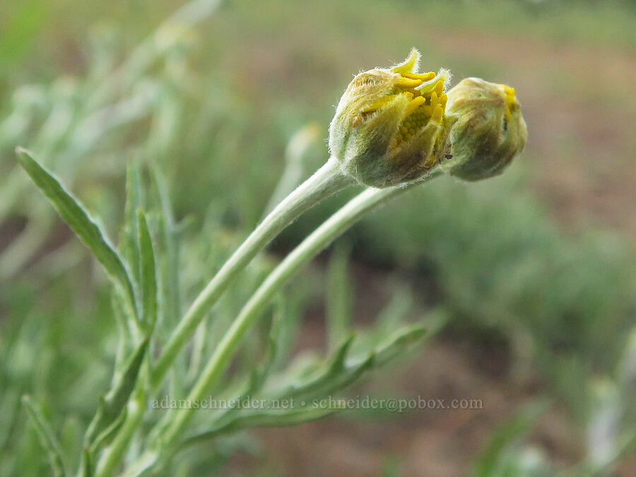 Oregon sunshine, budding (Eriophyllum lanatum) [southeast of Bald Butte, Hood River County, Oregon]