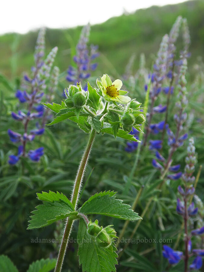 sticky cinquefoil & spurred lupines (Drymocallis glandulosa (Potentilla glandulosa), Lupinus arbustus) [southeast of Bald Butte, Hood River County, Oregon]