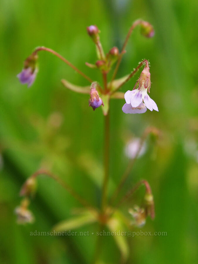 small-flowered tonella (Tonella tenella) [Camassia Natural Area, West Linn, Clackamas County, Oregon]