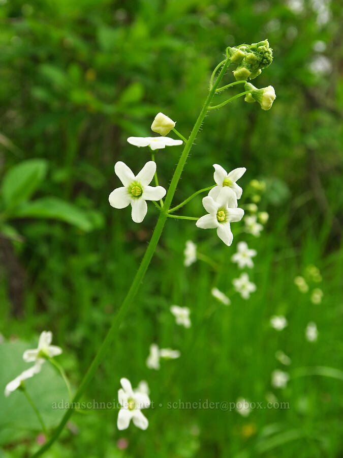 coastal man-root (Marah oregana (Marah oreganus)) [Camassia Natural Area, West Linn, Clackamas County, Oregon]
