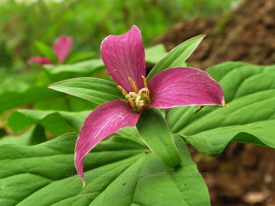 western trillium, fading (Trillium ovatum) [Camassia Natural Area, West Linn, Clackamas County, Oregon]