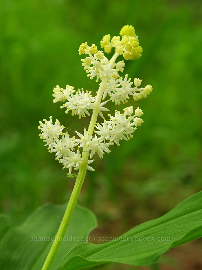 feathery false-Solomon's-seal (Maianthemum racemosum ssp. amplexicaule (Smilacina racemosa)) [Camassia Natural Area, West Linn, Clackamas County, Oregon]