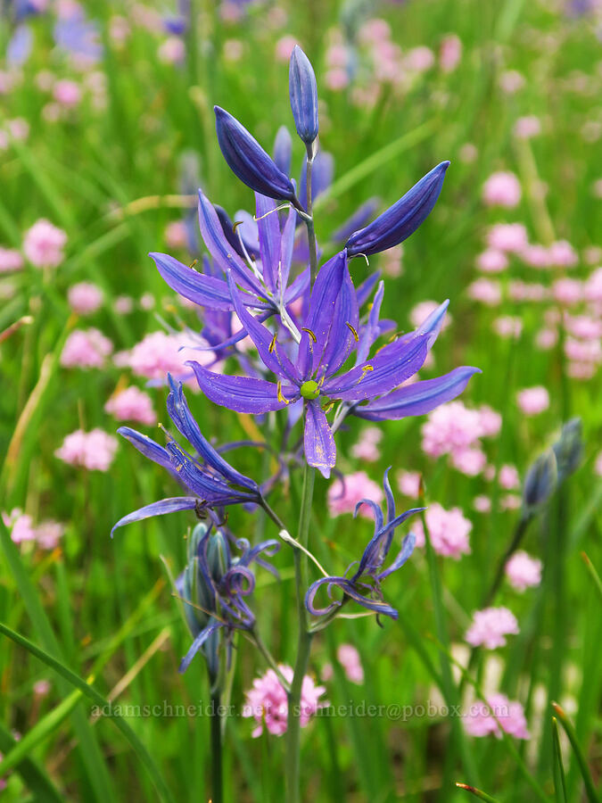 camas & rosy plectritis (Camassia quamash, Plectritis congesta) [Camassia Natural Area, West Linn, Clackamas County, Oregon]