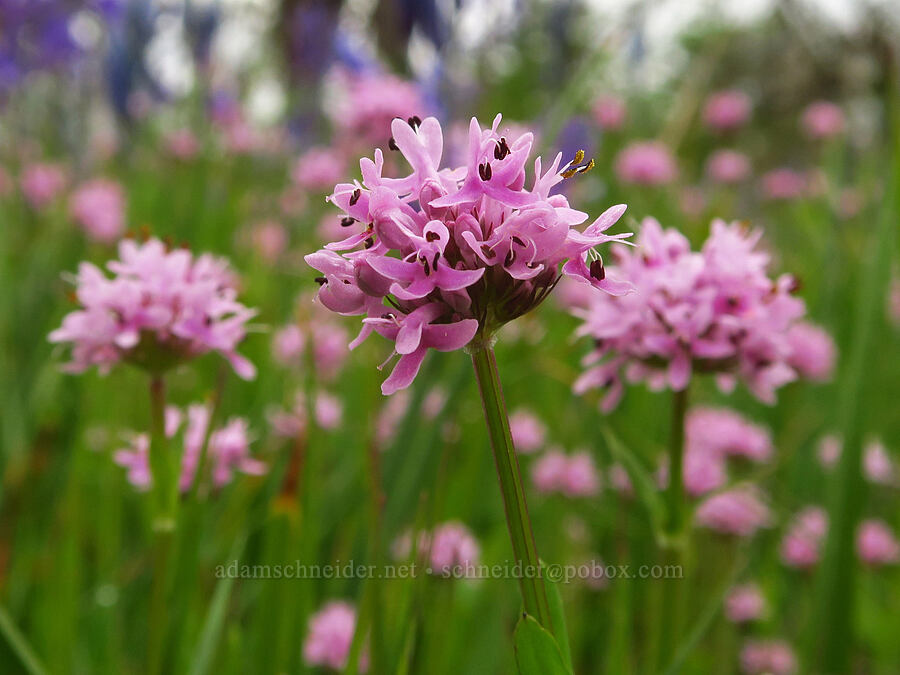 rosy plectritis (Plectritis congesta) [Camassia Natural Area, West Linn, Clackamas County, Oregon]