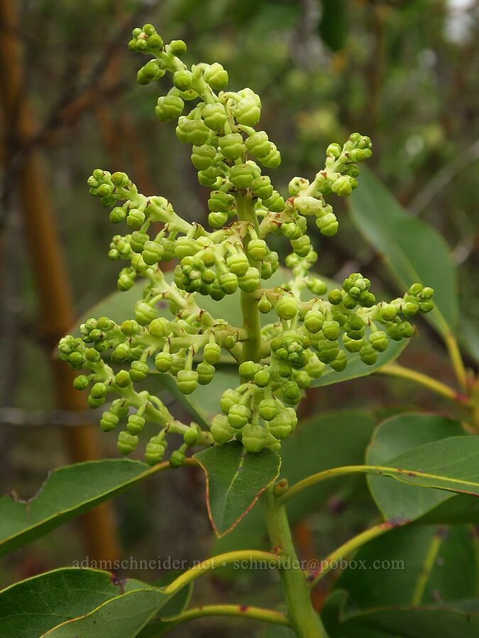 Pacific madrone (Arbutus menziesii) [Camassia Natural Area, West Linn, Clackamas County, Oregon]