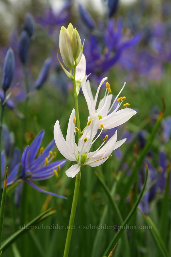 white camas (Camassia quamash) [Camassia Natural Area, West Linn, Clackamas County, Oregon]