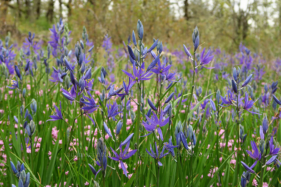 camas & rosy plectritis (Camassia quamash, Plectritis congesta) [Camassia Natural Area, West Linn, Clackamas County, Oregon]